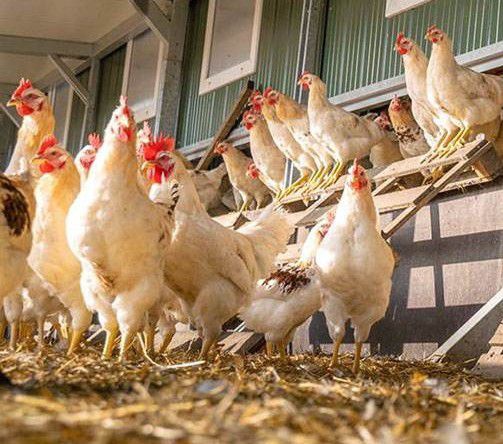 Bio-Bruderhahn grillfertig