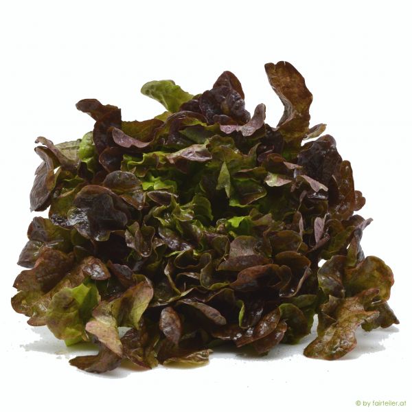 Salat Batavia rot