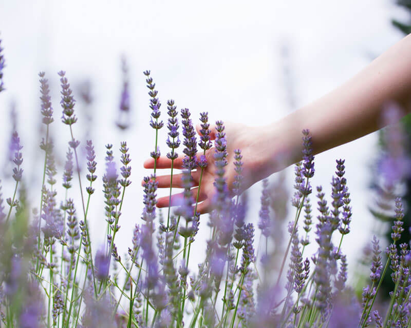 marke-lavendel-hand_SR