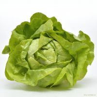 Salat Kopfsalat grün Salat Kopfsalat grün