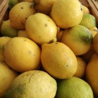 Zitronen Bio Zitronen Bio