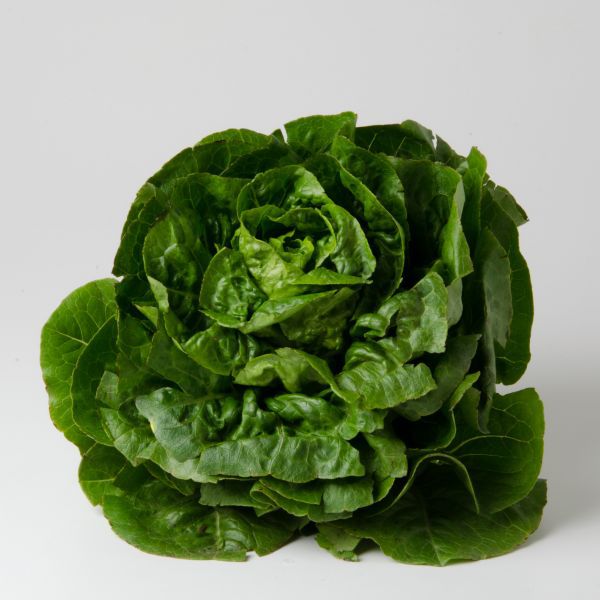 Salat Romana mini