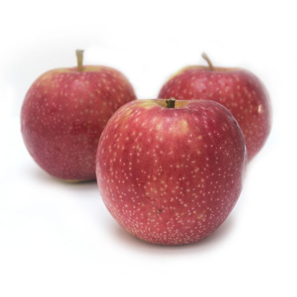 Äpfel "Piros" neue Ernte