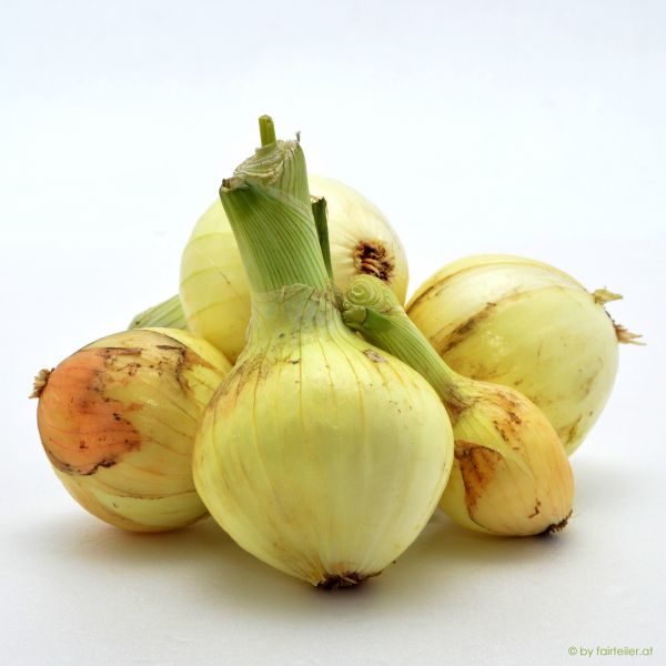 Zwiebel Gemüsezwiebel