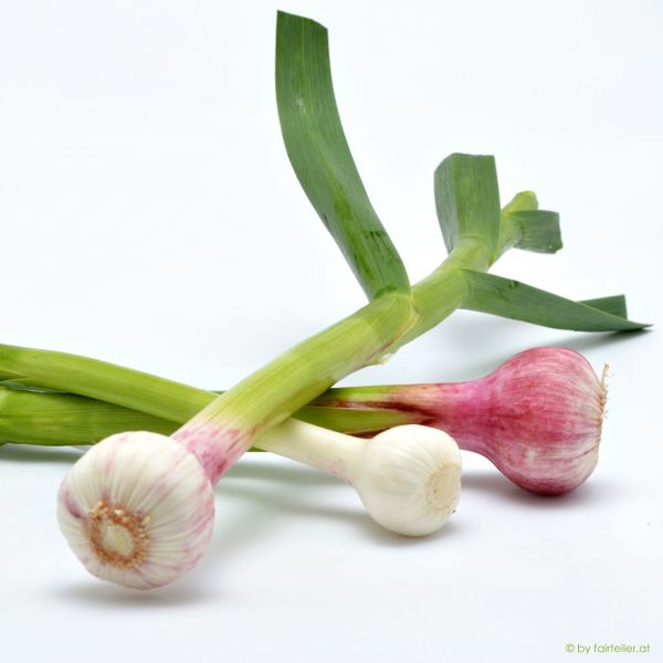 Knoblauch frisch mit Grün