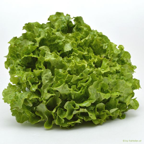 Salat Batavia grün Bio