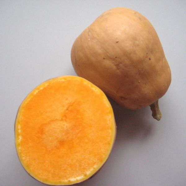 Kürbis Butternuss Bio