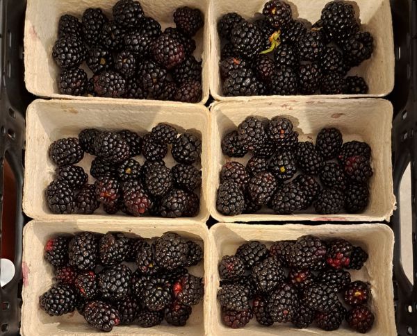 Brombeeren