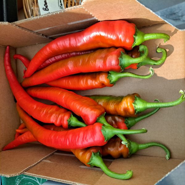 Chili "Ziegenhorn"