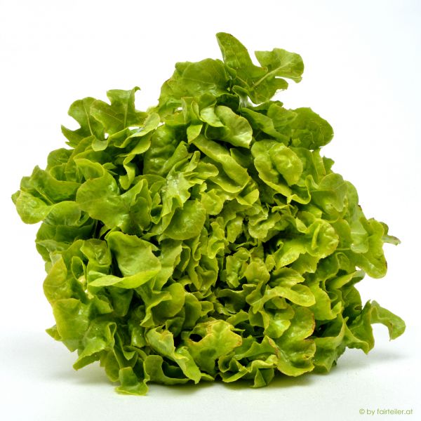 Salat Eichblatt grün