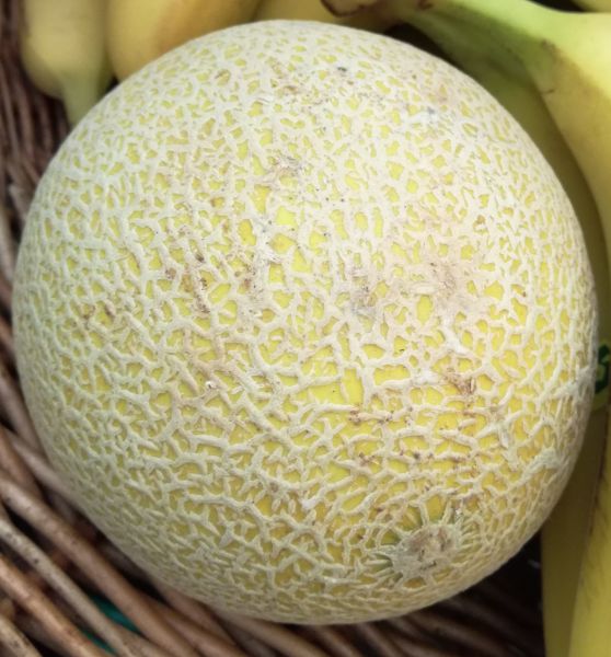 Melone Zuckermelone