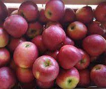 Apfel "Crimson Crisp"