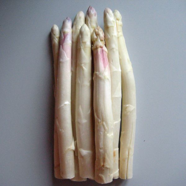 Spargel weiß Klasse I, 16 mmm+