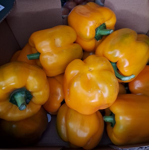 Paprika gelb