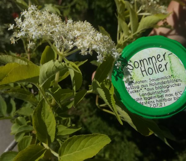 Sommer-Holler