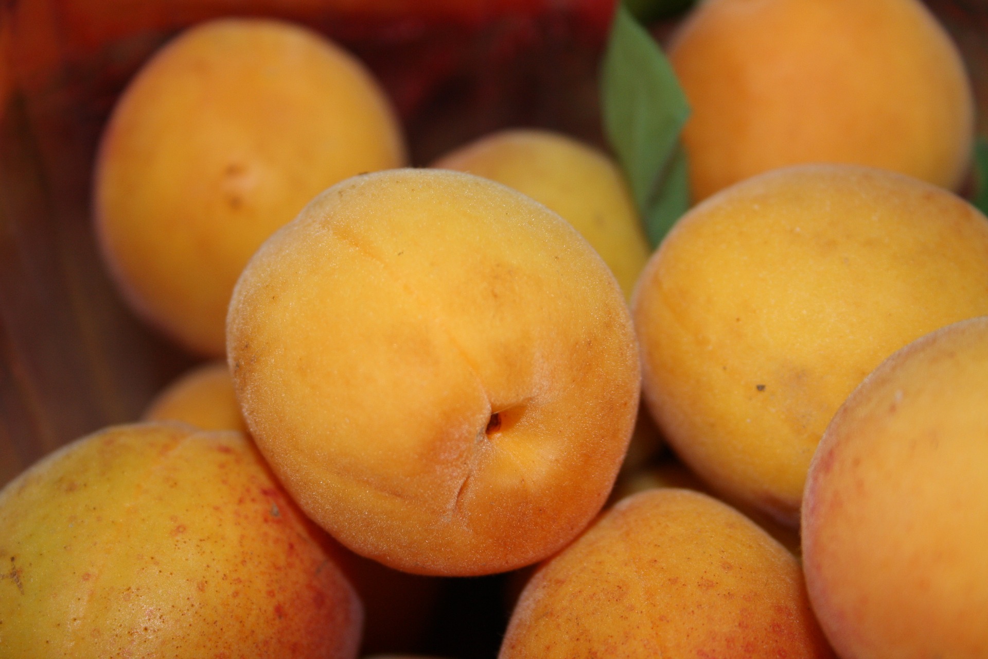 apricot-1424902_1920