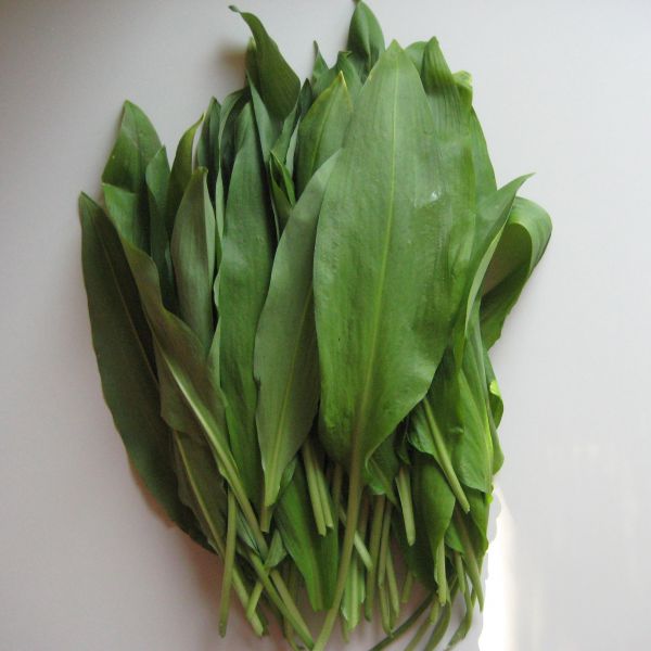 Bärlauch Tasse groß