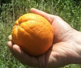 Orangen Valencia