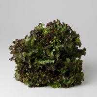 Batavia rot Batavia rot