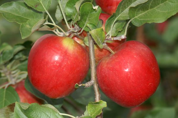 Äpfel Teser