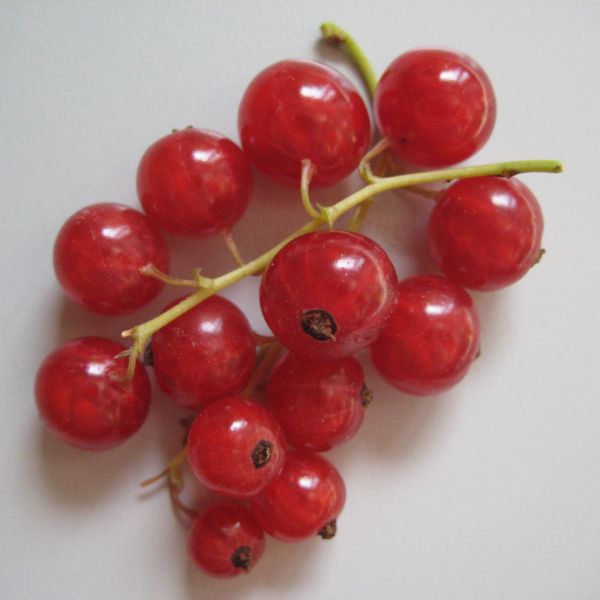 Ribisel rot