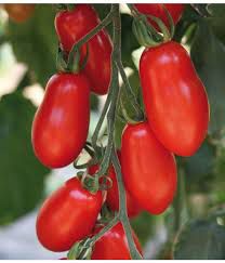 Saucenparadeiser "San Marzano"