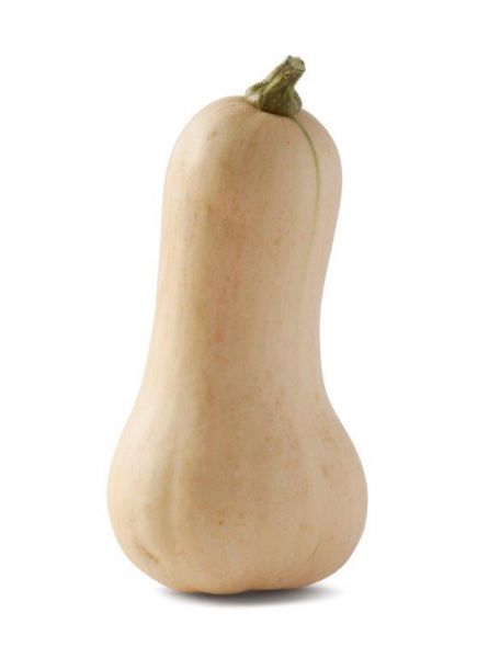 Kürbis Butternuss