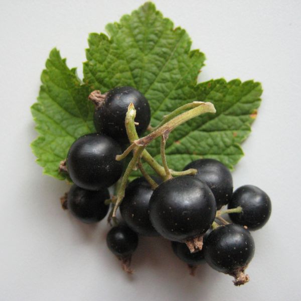 Ribisel schwarz