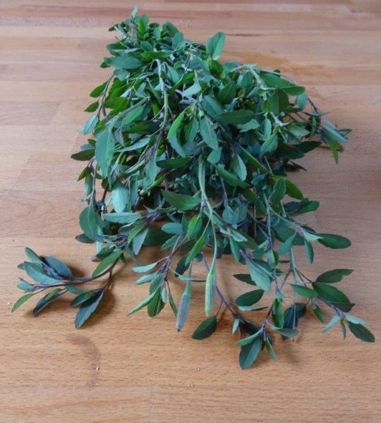 Quinquilla (wie Koriander verwendbar)