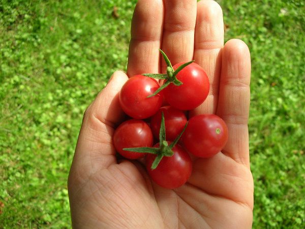 Jungpflanze Wildtomate - Rote Murmel