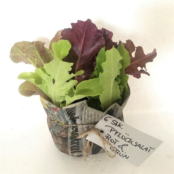 Pflücksalat - gemischt (rot & grün) Jungpflanze