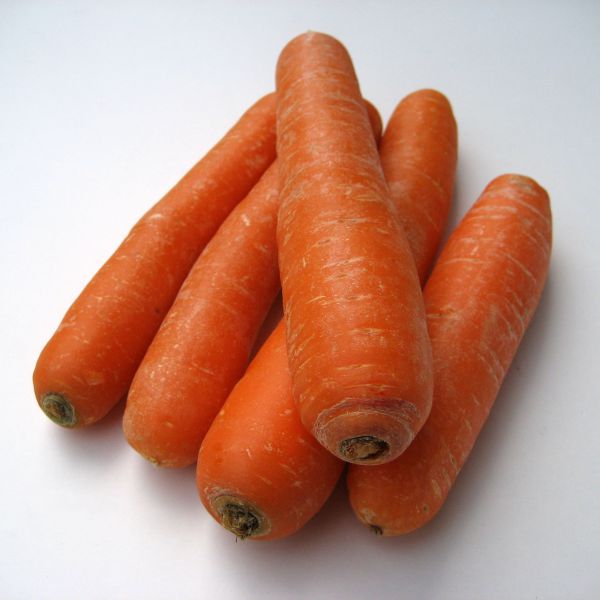 Karotten orange ungewaschen