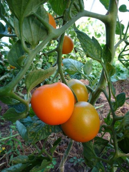 Salatparadeiser "Orange Star"