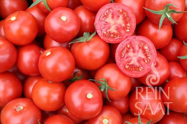 Jungpflanze Salattomate - Buschtomate Jani