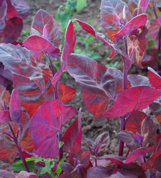 Gartenmelde - Rubinrot Samen