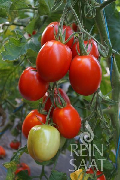 Jungpflanze Salattomate - Rio Largo