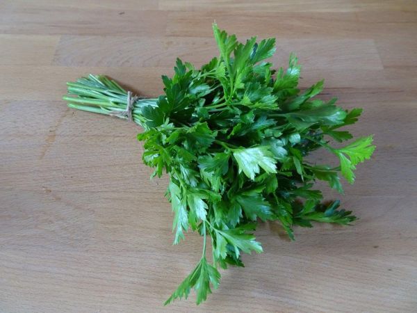 Petersilie, glatt