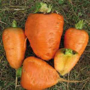 Karotte - Ochsenherz Samen