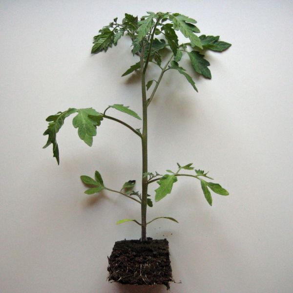 Jungpflanze BioBabyBox Tomatenpflanze