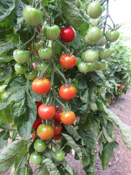 Jungpflanze Cocktailtomate FREILANDTAUGLICH- Primabella