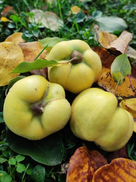 Apfelquitten