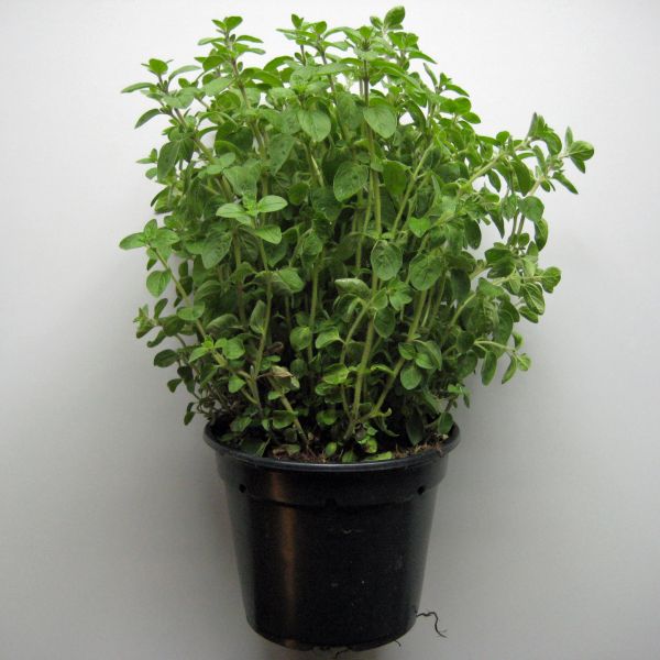 Oregano, mehrjährig