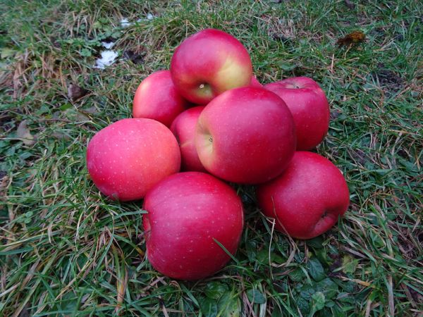 Äpfel Enterprise 1. Wahl leicht säuerlich, aromatisch