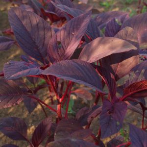 Amaranth - Red Leaf Samen