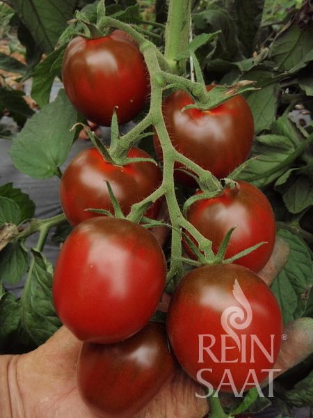 Jungpflanze Salattomate Paul Robson