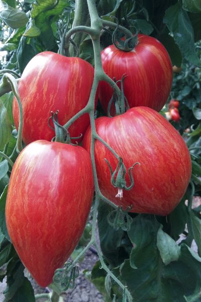 Jungpflanze Fleischtomate - Striped Roman