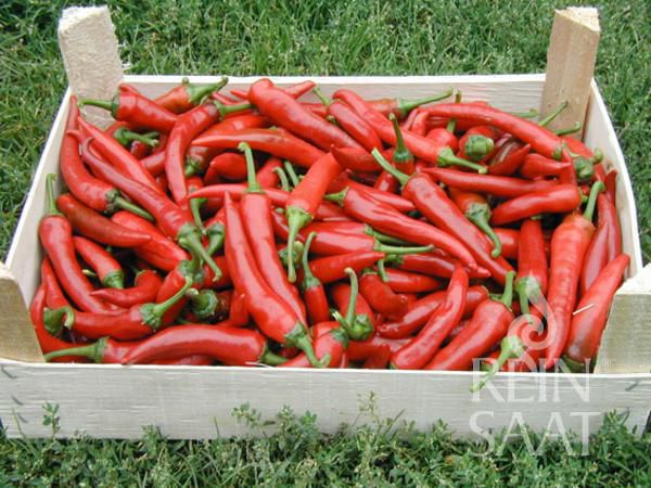 Jungpflanze Pfefferoni - De Cayenne