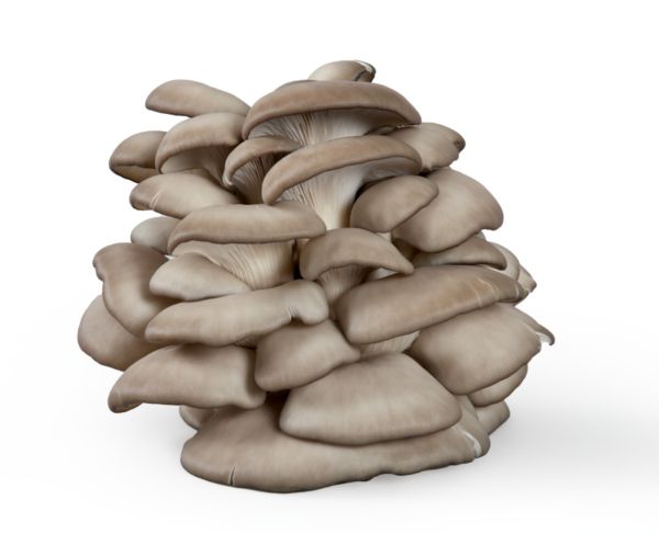 Austernseitlinge (Verrechnung nach Gewicht)