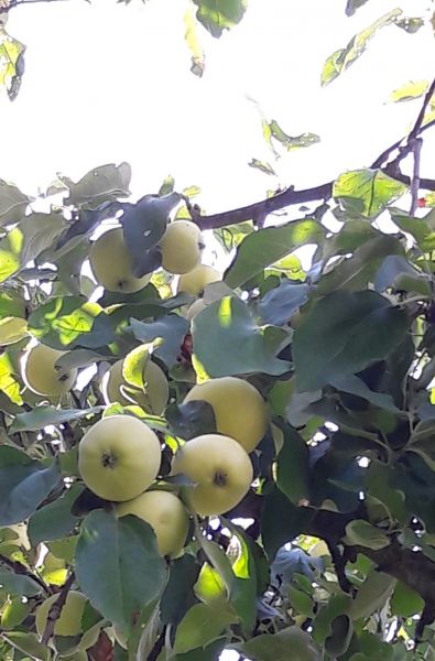 Äpfel Pinova süßlich