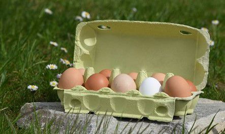 Eier Klein - Mobilstallhaltung